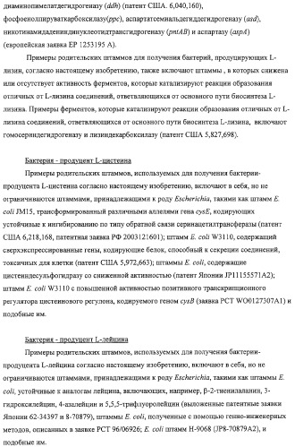 Способ получения l-аминокислот с использованием бактерии, принадлежащей к роду escherichia, в которой разрушен путь биосинтеза гликогена (патент 2315809)