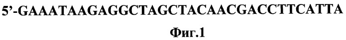 Дезоксирибозим для ингибирования репродукции вируса гриппа а (патент 2412248)