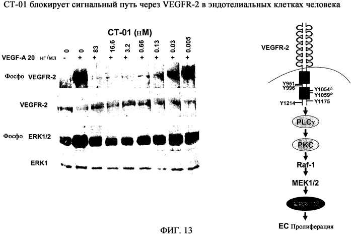 Ингибиторы рецепторов фактора роста эндотелия сосудов типа 2 (патент 2402567)