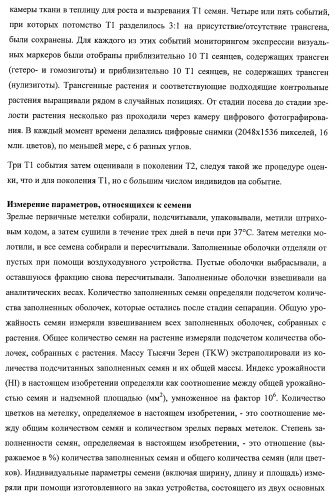 Растения, имеющие улучшенные характеристики роста, и способы их получения (патент 2463352)