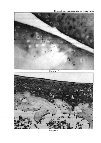 Способ моделирования остеоартроза (патент 2587039)