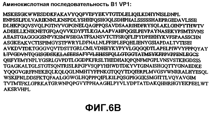 Способ выявления парвовируса b19 человека в биологическом образце (варианты) и набор для его осуществления (патент 2301263)