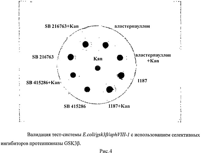 Тест-система для скрининга ингибиторов протеинкиназы gsk3β; человека (патент 2528059)