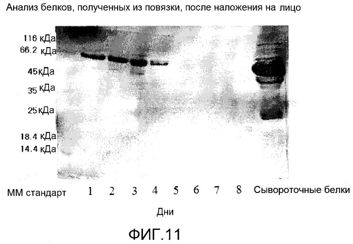 Повязка для лечения кожных заболеваний и облегчения симптомов кожных болезней, вызывающих экссудацию белков крови (патент 2524628)