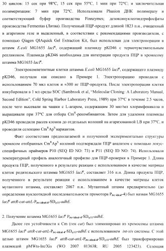 Бактерия - продуцент 1-бутанола и способ получения 1-бутанола (патент 2431672)