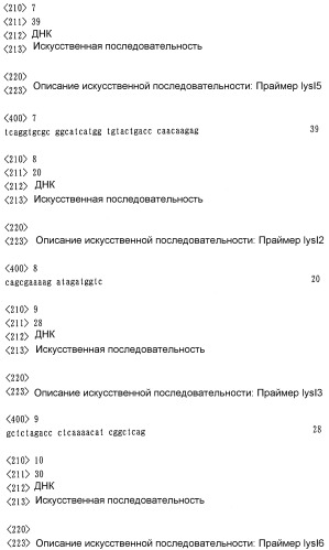 Коринеформная бактерия, продуцент l-аминокислоты и способ получения l-аминокислоты (патент 2333247)