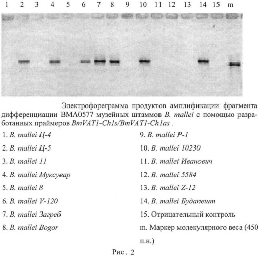 Олигонуклеотидные праймеры для генотипирования b.mallei методом полимеразной цепной реакции (патент 2478714)