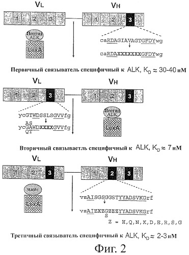 Антитела, связывающиеся с внеклеточным доменом тирозинкиназного рецептора (alk) (патент 2460540)