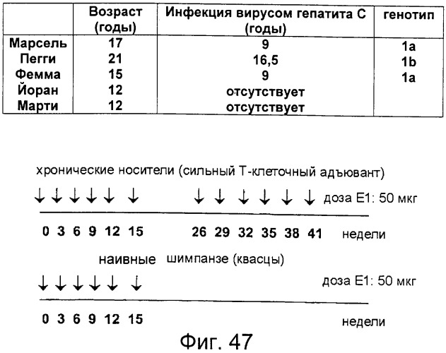 Очищенные оболочечные белки вируса гепатита с для диагностического и терапевтического применения (патент 2319505)