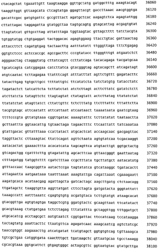 Бактериофаг, обладающий активностью против pseudomonas aeruginosa, белки бактериофага и способы их применения (патент 2580248)