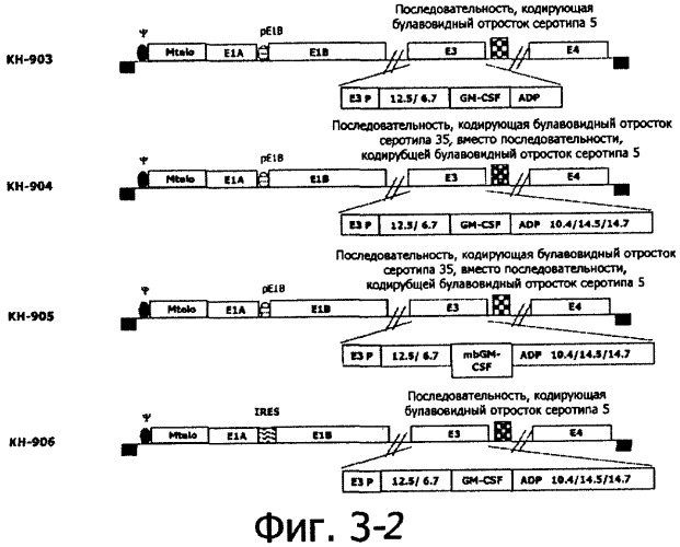 Конструирование рекомбинанта онколитического аденовируса, специфически экспрессирующего иммуномодуляторный фактор gm-csf в опухолевых клетках, и его применение (патент 2361611)