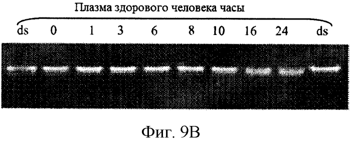 Модуляция экспрессии hsp47 (патент 2575056)