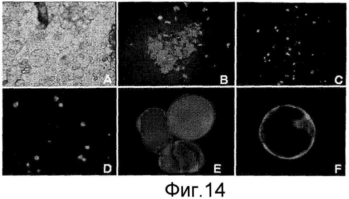 Способы in vitro для создания и поддержания линий растительных клеток в виде отдельных клеток в суспензии с интактными клеточными стенками и их трансформации (патент 2451744)