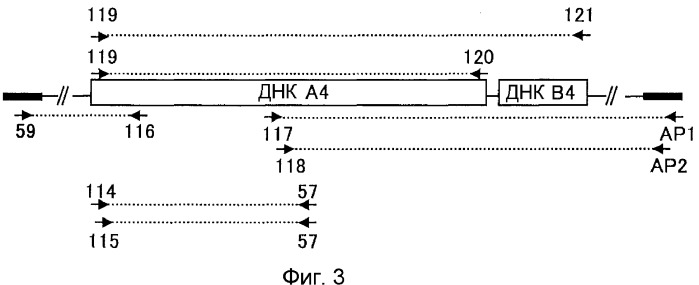 Метаболизирующий гербицид белок, его ген и их применение (патент 2372404)