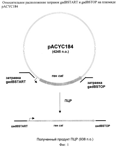 Способ получения l-аминокислот с использованием бактерии, принадлежащей к роду escherichia, содержащей неактивный ген gadb (патент 2264457)