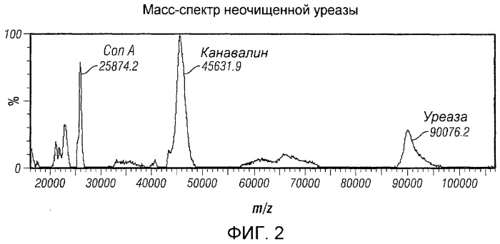 Использование уреазы для ингибирования роста раковых клеток (патент 2326691)