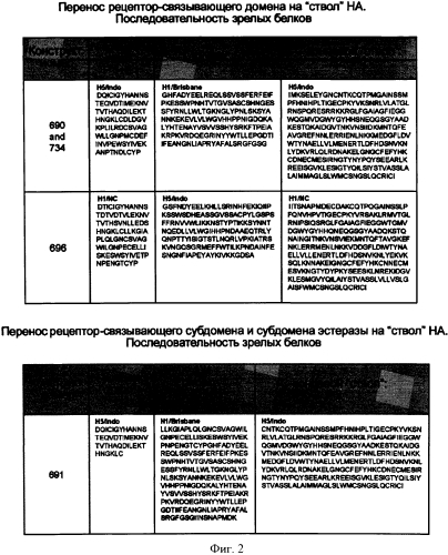 Химерные вирусоподобные частицы, содержащие гемагглютинин, сходные с частицами вируса гриппа (патент 2569195)