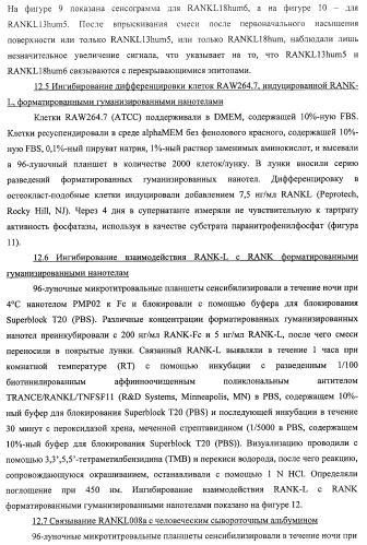 Аминокислотные последовательности, направленные на rank-l, и полипептиды, включающие их, для лечения заболеваний и нарушений костей (патент 2481355)