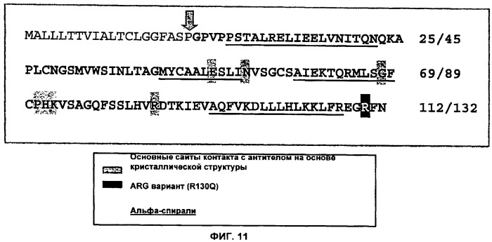 Антитела против интерлейкина-13 человека и их применение (патент 2427589)