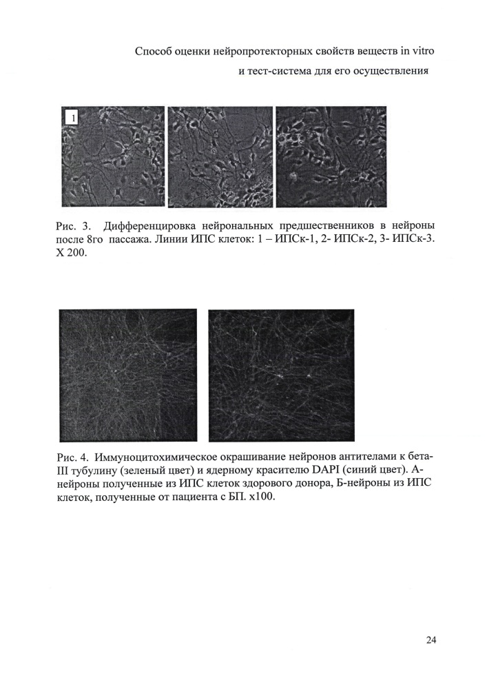 Способ оценки нейропротекторных свойств веществ in vitro и тест-система для его осуществления (патент 2646446)