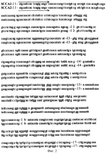 Слитый транскрипт реаранжированных генов scca1 и scca2, кодирующая его последовательность днк и экспрессирующая плазмида (варианты) (патент 2288269)