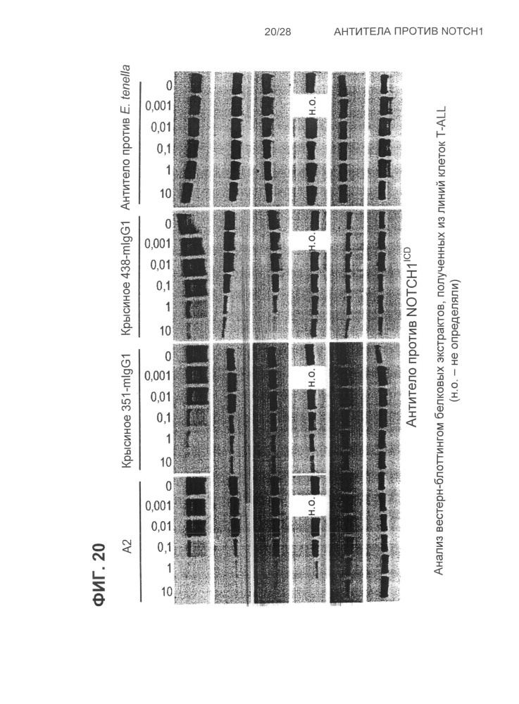 Антитела против notch1 (патент 2622083)