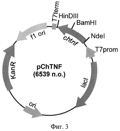 Рекомбинантные плазмидные днк, кодирующие гибридные полипептиды со свойствами красного флуоресцентного белка mcherry, для продуцирования гибридных флуоресцентных белков в escherichia coli (патент 2527171)