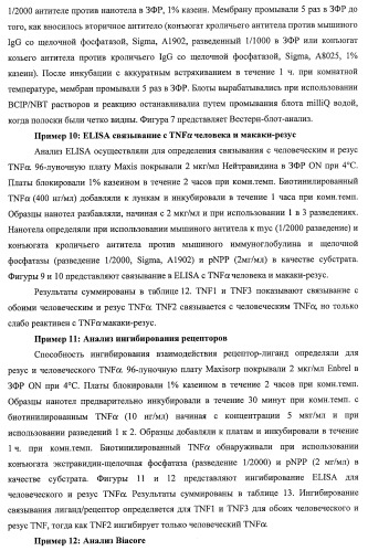 Улучшенные нанотела против фактора некроза опухоли-альфа (патент 2464276)