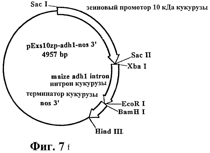 Инкапсулирование полипептидов в матрицу крахмала (патент 2268301)