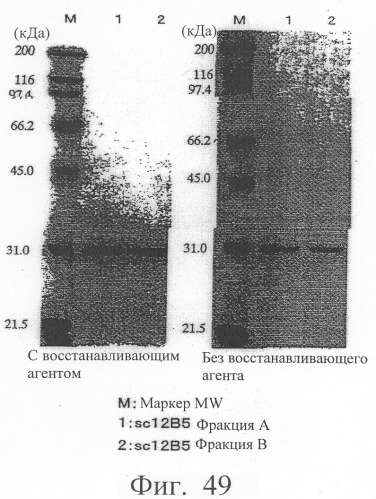 Модифицированное агонистическое антитело (патент 2295537)