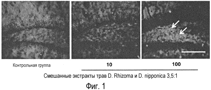 Композиция, содержащая экстракт растений, для предотвращения или лечения нейродегенеративных нарушений (патент 2575832)