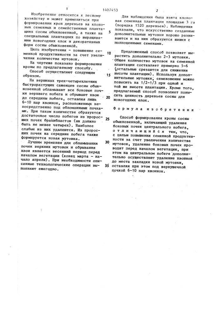 Способ формирования кроны сосны обыкновенной (патент 1407453)