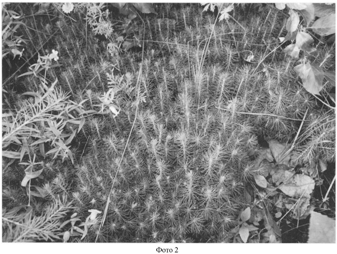 Способ эффективного выращивания ели колючей (picea pungens engelm) (патент 2423819)