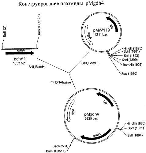 Способ получения l-аминокислоты семейства глутамата или l-валина с использованием бактерии, принадлежащей к роду escherichia (патент 2418064)