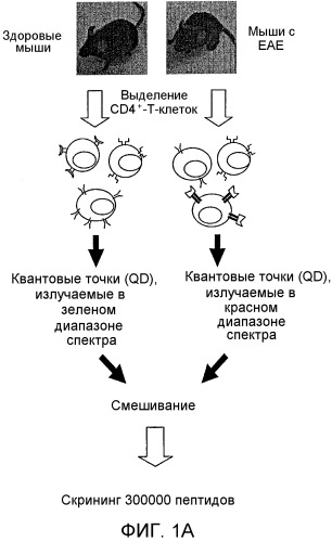 Пептоидные лиганды для выделения и обработки аутоиммунных т-клеток (патент 2563822)