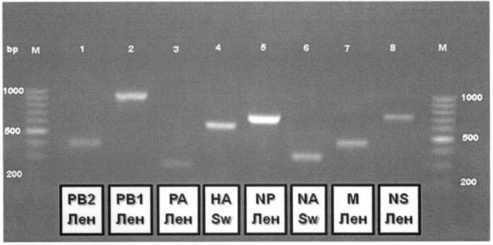 Вакцинный штамм вируса гриппа а/17/калифорния/2009/38 (h1n1) для производства живой гриппозной интраназальной вакцины для взрослых и для детей (патент 2413765)