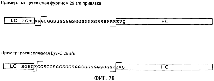 Содержащие суперспираль и/или привязку белковые комплексы и их применение (патент 2573915)