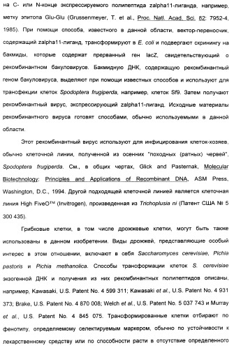 Выделенный полипептид, связывающий рецептор zalpha11-лиганда (варианты), кодирующий его полинуклеотид (варианты), вектор экспрессии (варианты) и клетка-хозяин (варианты) (патент 2346951)