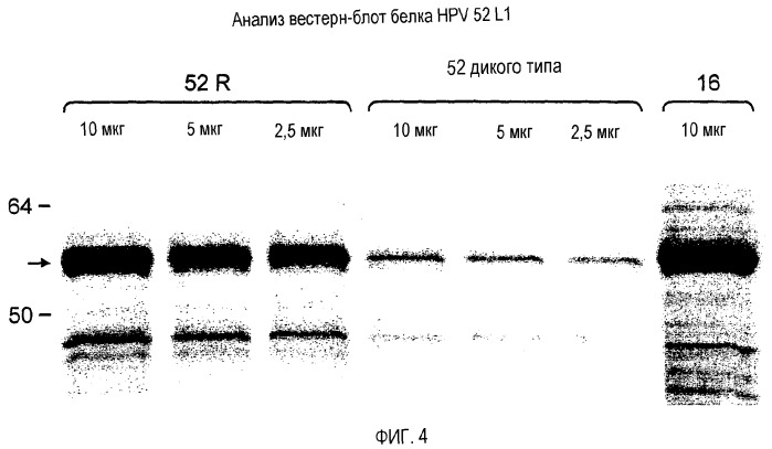 Оптимизированная экспрессия hpv 52 l1 в дрожжах (патент 2373219)