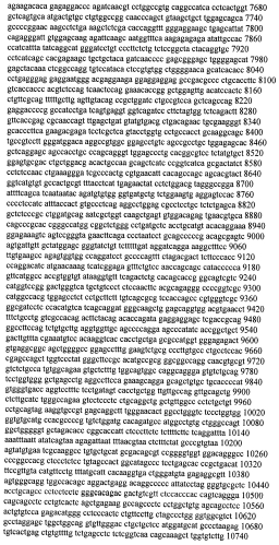 Модуляция экспрессии гентингтина (патент 2562861)