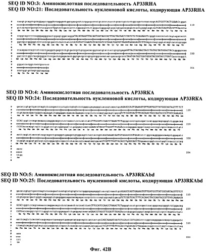 Антитела против вируса гепатита с (патент 2462475)
