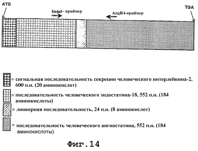 Перенос генов, опосредованный лентивирусным вектором, и их использование (патент 2288742)