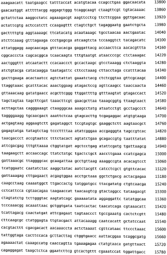 Бактериофаг, обладающий активностью против pseudomonas aeruginosa, белки бактериофага и способы их применения (патент 2580248)