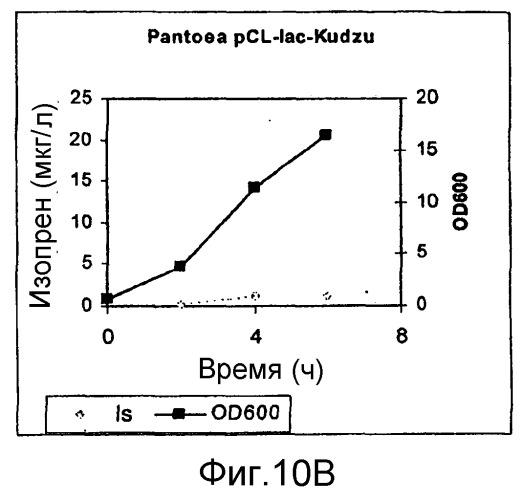 Полимеры изопрена из возобновляемых источников (патент 2505605)