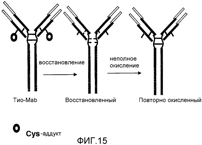 Антитела, сконструированные на основе цистеинов, и их конъюгаты (патент 2412947)