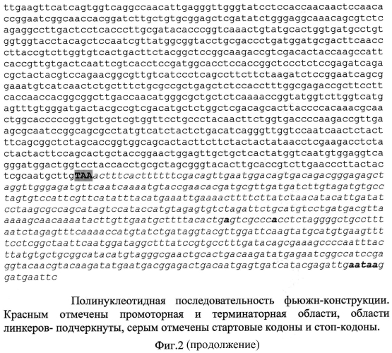 Генетическая фьюжн-конструкция для обеспечения экспрессии мультиферментного комплекса карбогидраз в клетках мицелиального гриба penicillium verruculosum, используемого в качестве хозяина, способ получения рекомбинантного штамма гриба penicillium verruculosum и способ получения ферментного препарата на его основе (патент 2550044)