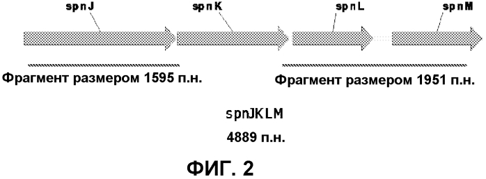 Штаммы spnk (патент 2580015)