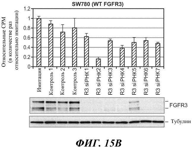 Антитела против fgfr3 и способы их применения (патент 2568066)