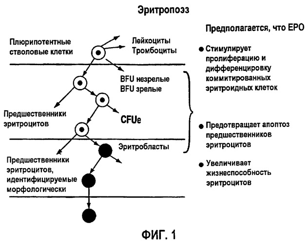 Фармакокинетическое и фармакодинамическое моделирование введения эритропоэтина (патент 2248215)