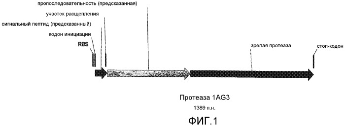 Протеаза streptomyces (патент 2486244)